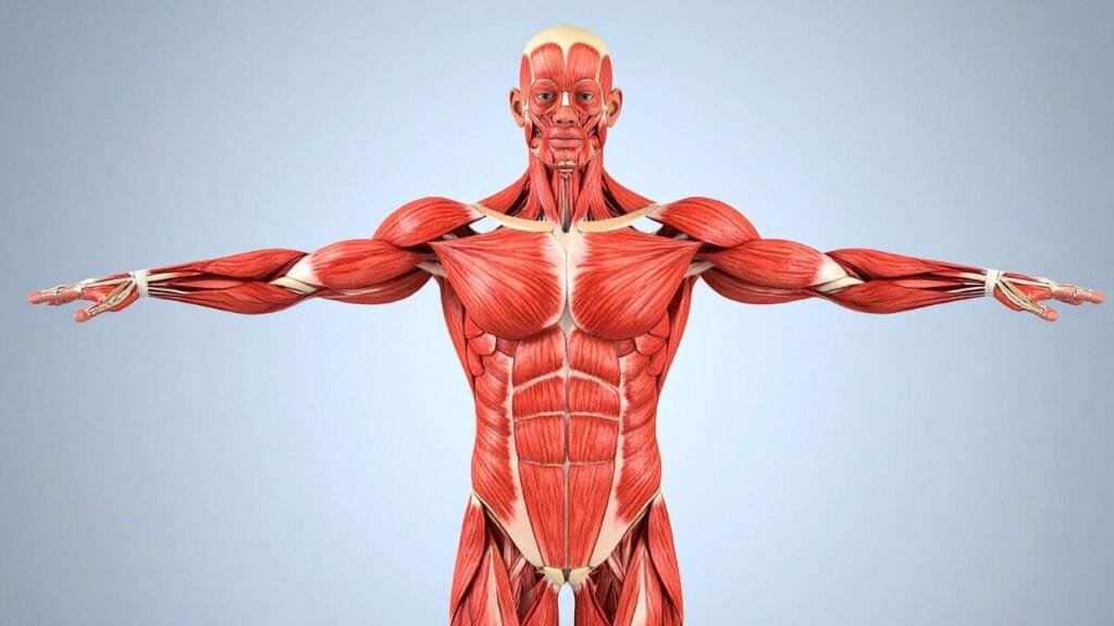curiosidades sobre o corpo humano
