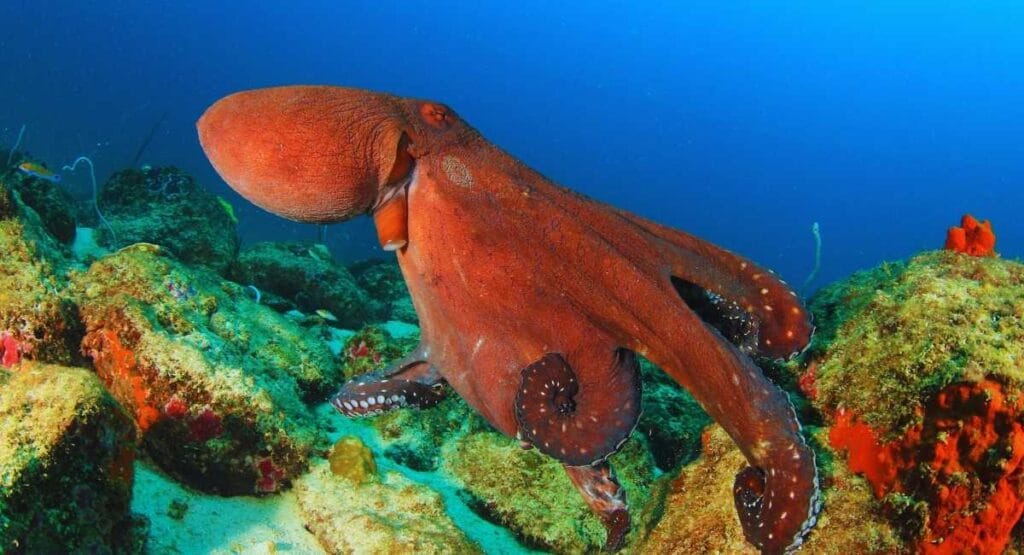 Imagem subaquática de um grande polvo avermelhado se movendo sobre um recife rochoso no fundo do oceano, com a água azul e límpida ao fundo. magem subaquática de um grande polvo avermelhado se movendo sobre um recife rochoso no fundo do oceano, com a água azul e límpida ao fundo. Polvos