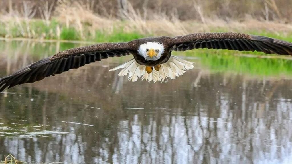 A foto foi feita no dia 4 de maio e rapidamente viralizou Foto Steve Biro Cortesia