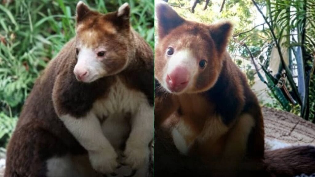 Após 90 anos desaparecido, raro canguru arbóreo é redescoberto nas montanhas isoladas da Nova Guiné