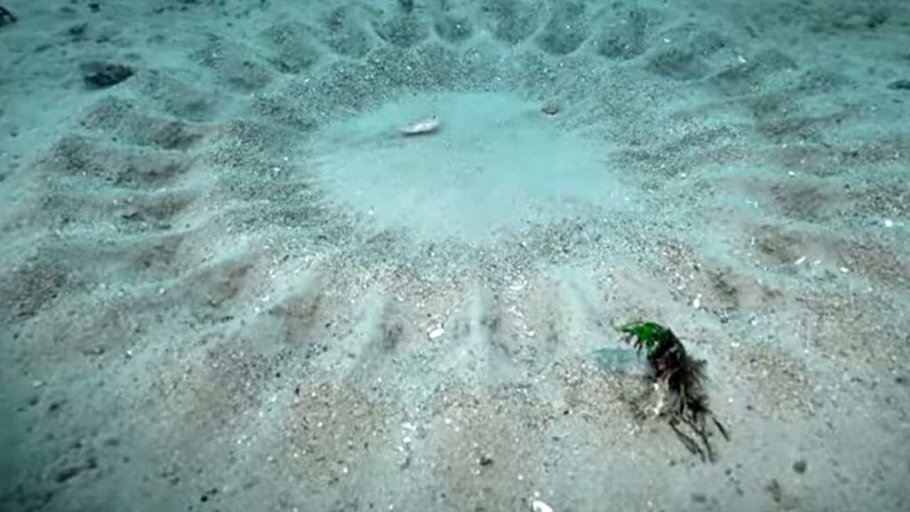 Baiacu cria mandalas perfeitas no fundo (2)