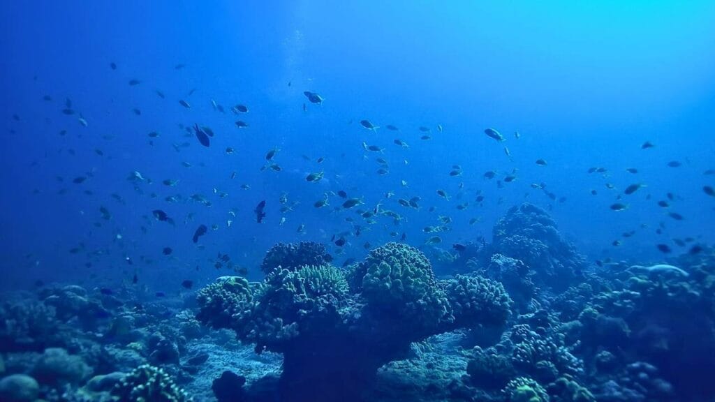 Biodiversidade marinha