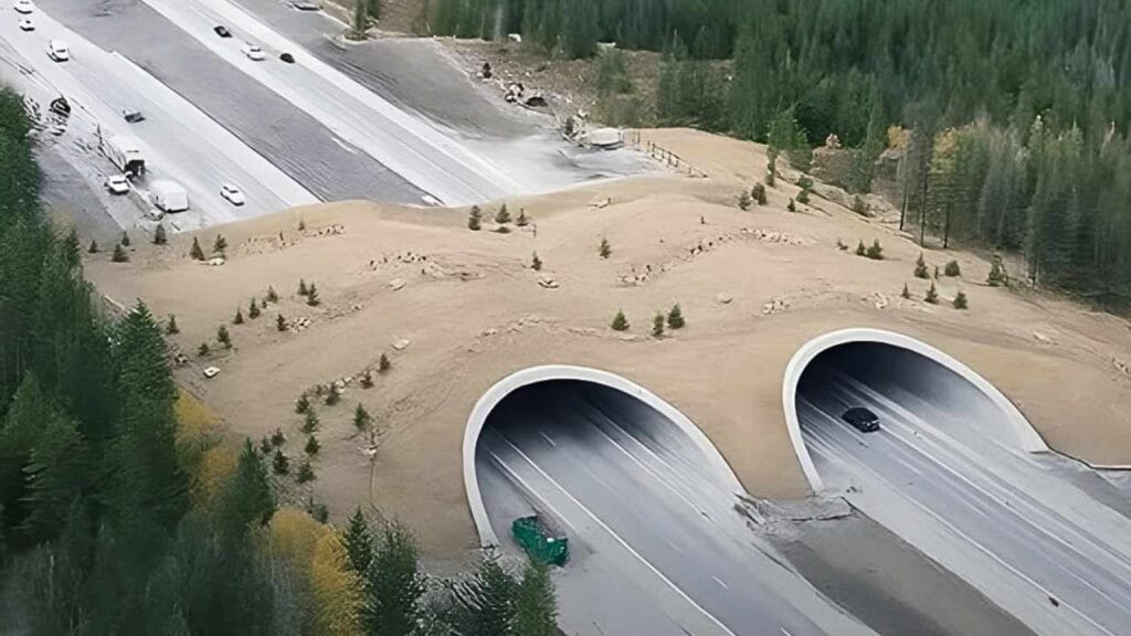 Canadá cria pontes e túneis só para animais e vira exemplo para o mundo