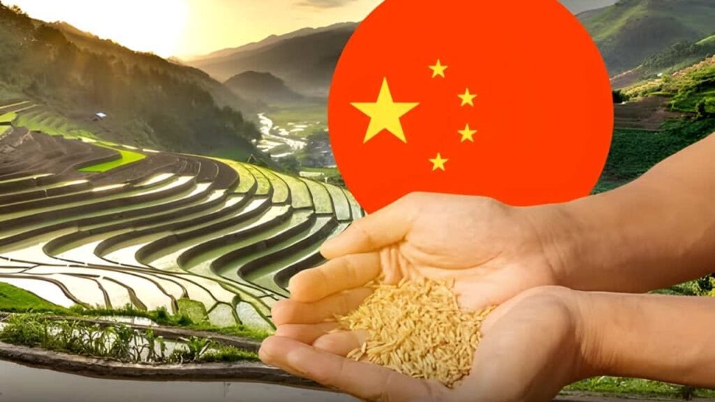 China cultiva arroz com água do mar 