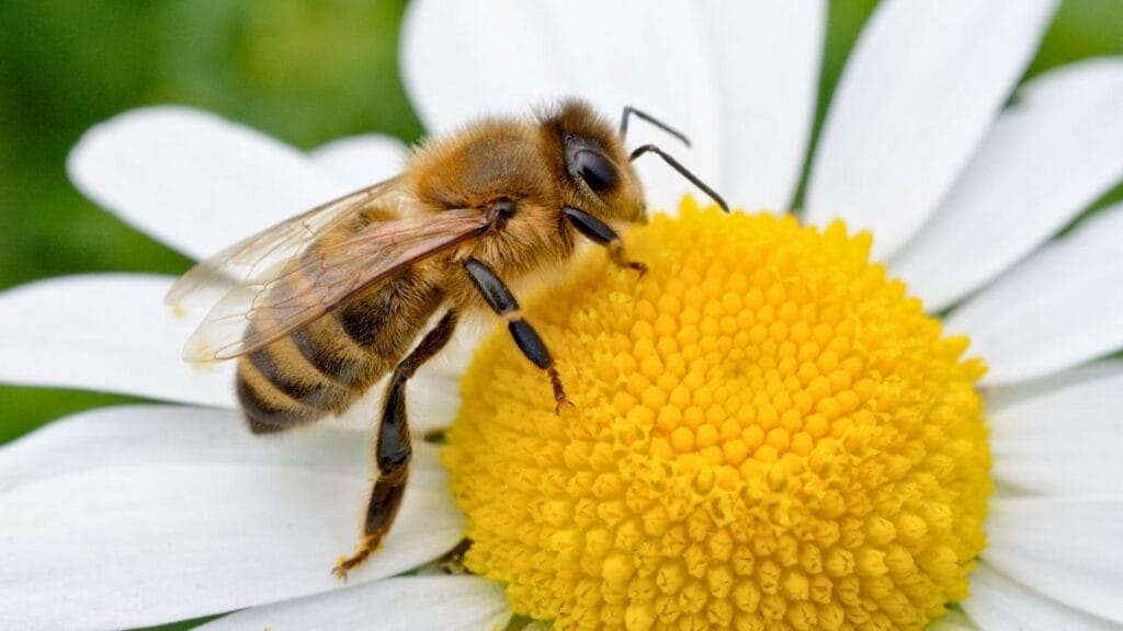 Cientistas alertam que o desaparecimento das abelhas pode causar colapso ecológico e crise alimentar global em poucas décadas (1)