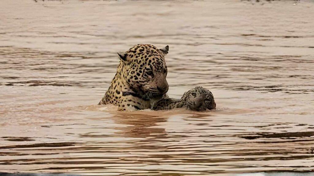 Fotógrafo registra momento raro de onça pintada ensinando o filhote a nadar no Pantanal (1)
