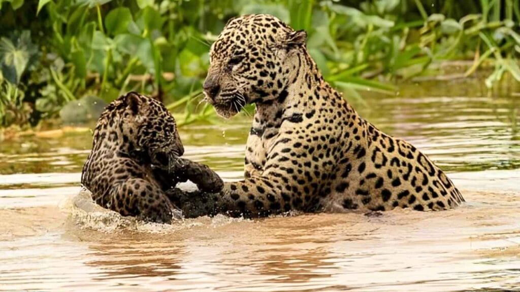 Fotógrafo registra momento raro de onça pintada ensinando o filhote a nadar no Pantanal (2)