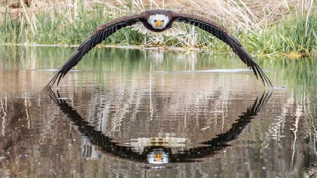 Imagem de Águia Americana. Foto Divulgação