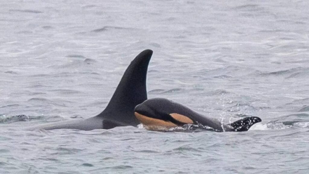 Orca que comoveu o mundo ao carregar filhote morto enfrenta novo luto com outro bebê – Foto DivulgaçãoCenter for Whale ResearchND