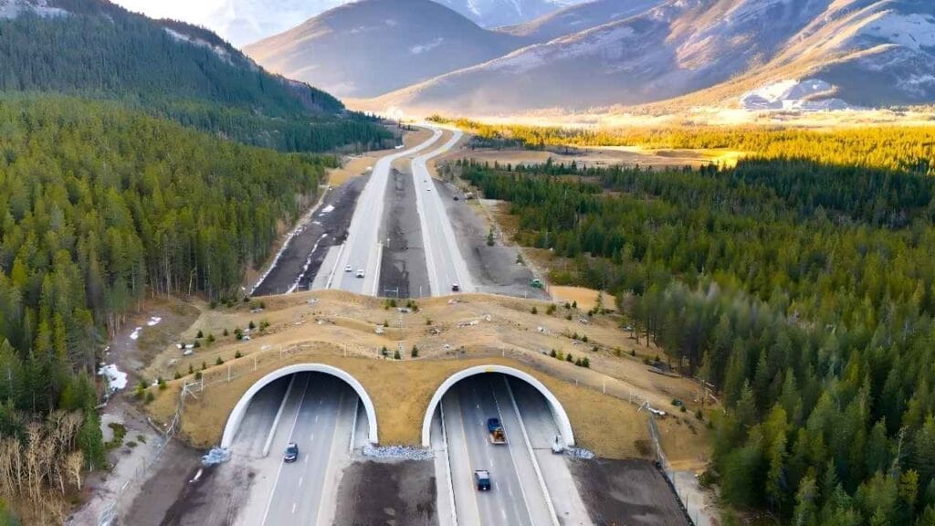 Passarelas salvam vidas de animais e motoristas prejuízos com acidentes chegavam a 144 milhões de dólares por ano (DialogDivulgação)