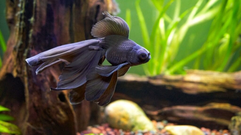 Peixe Telescópio no aquário