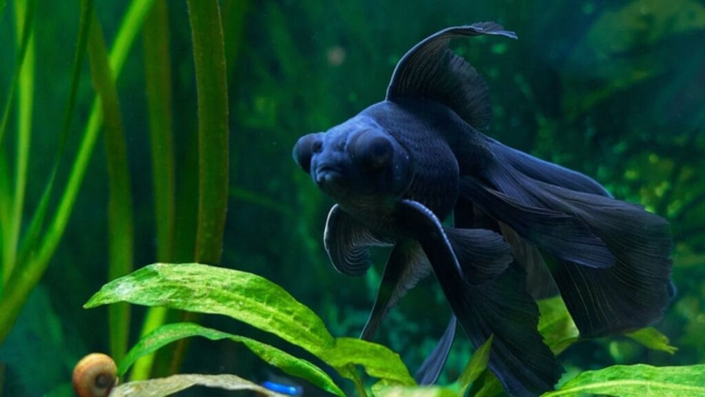 Peixe Telescópio no aquário