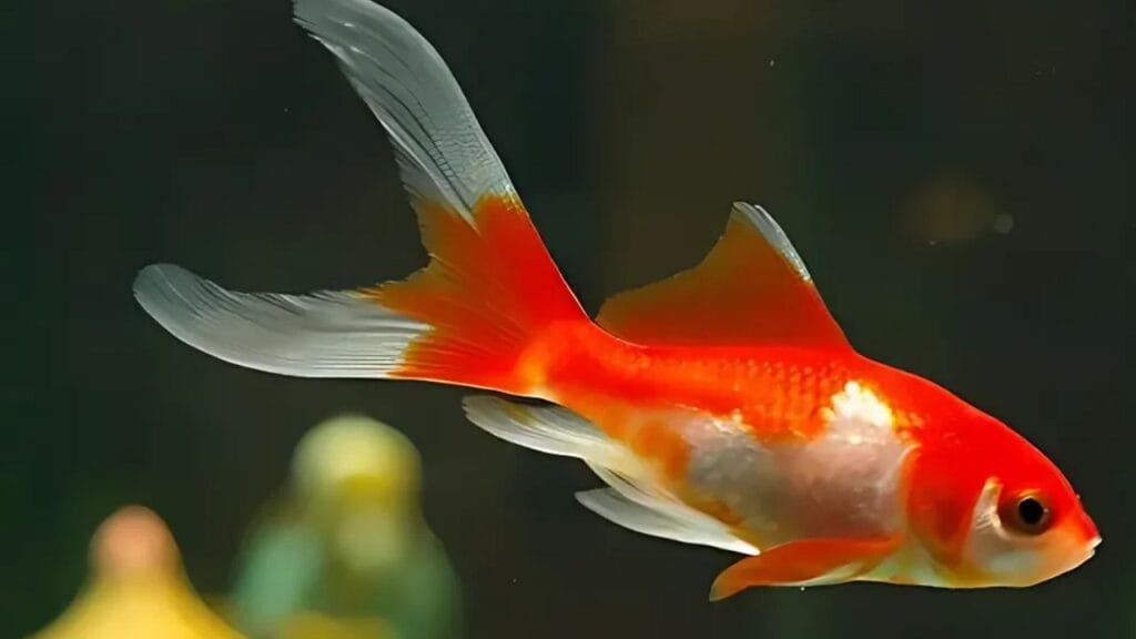 Peixe kinguio cometa