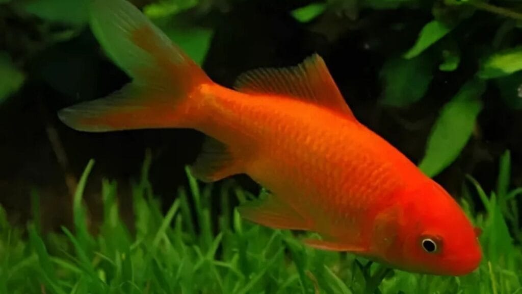 Peixe kinguio cometa Kinguio cometa