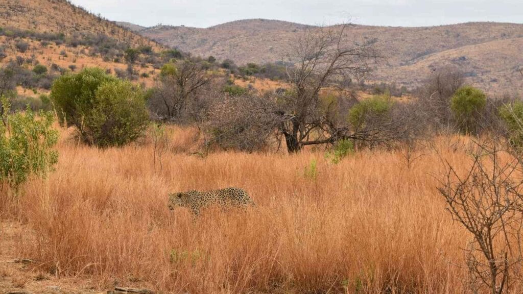 Por que a biodiversidade tem diminuído no cerrado brasileiro