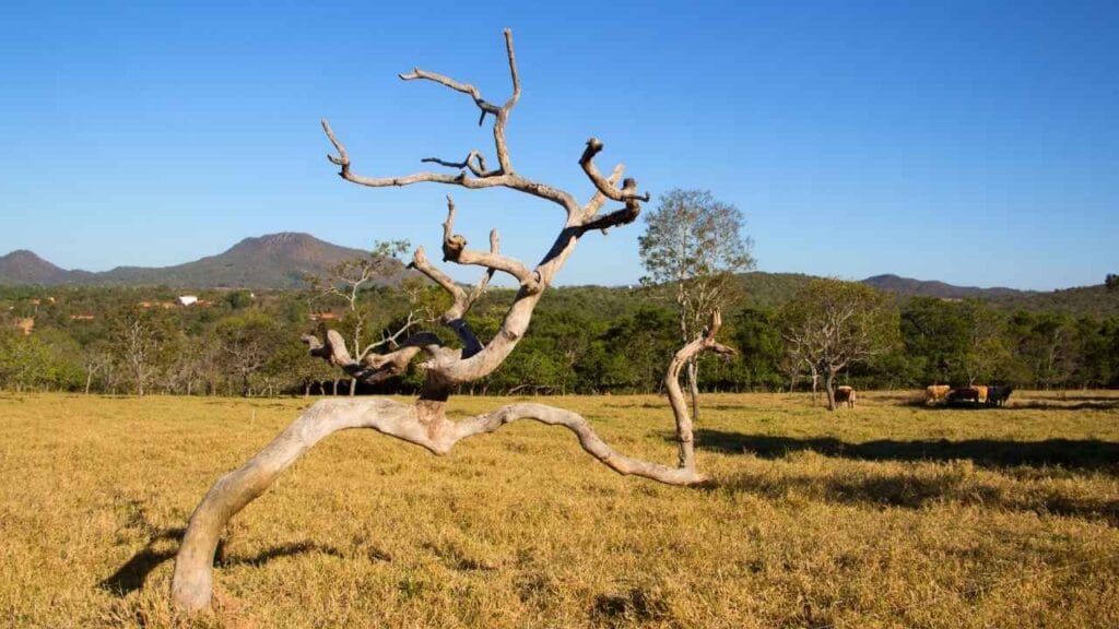Por que a biodiversidade tem diminuído no cerrado brasileiro