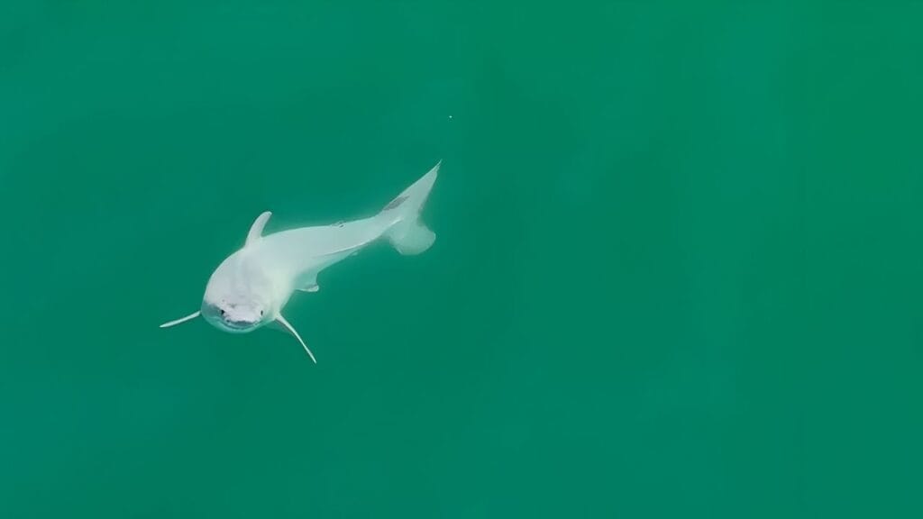 Possível filhote de tubarão branco registrado pela primeira vez. (Fonte Carlos GaunaDivulgação)