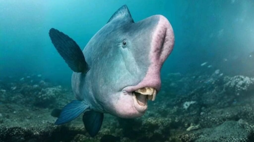 peixe papagaio cabeçudo Como o peixe-papagaio cabeçudo constrói praias inteiras vai te surpreender