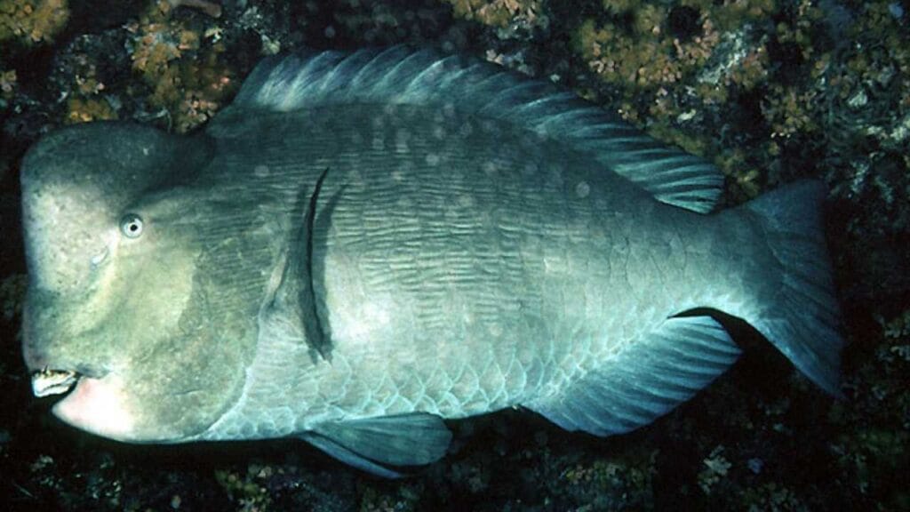 peixe papagaio cabeçudo
