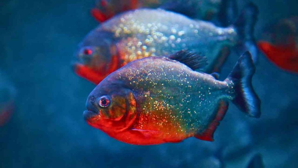 Animais Vermelhos- Piranha-vermelha (Pygocentrus nattereri)