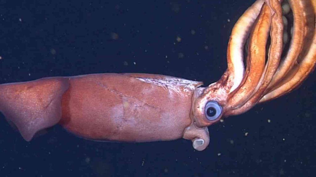 Animais aquáticos Lula-Gigante