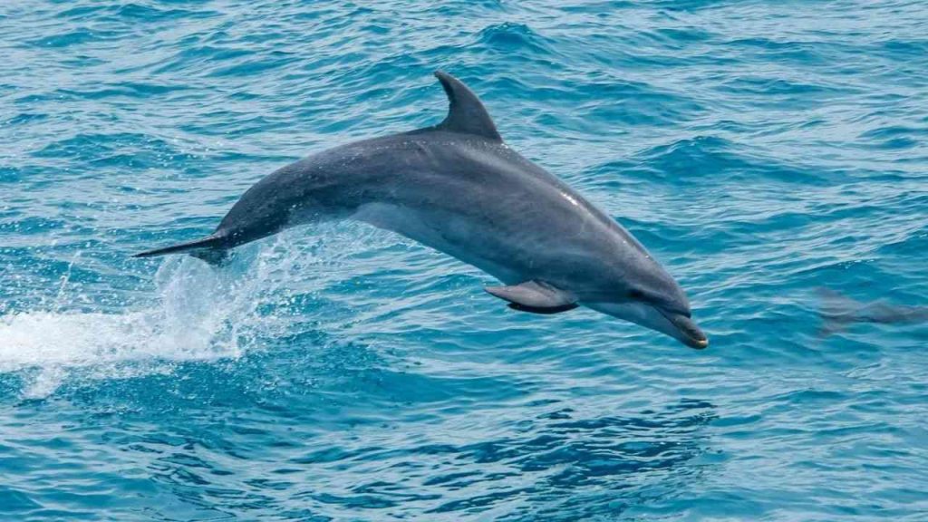 Animais aquáticos- Golfinho