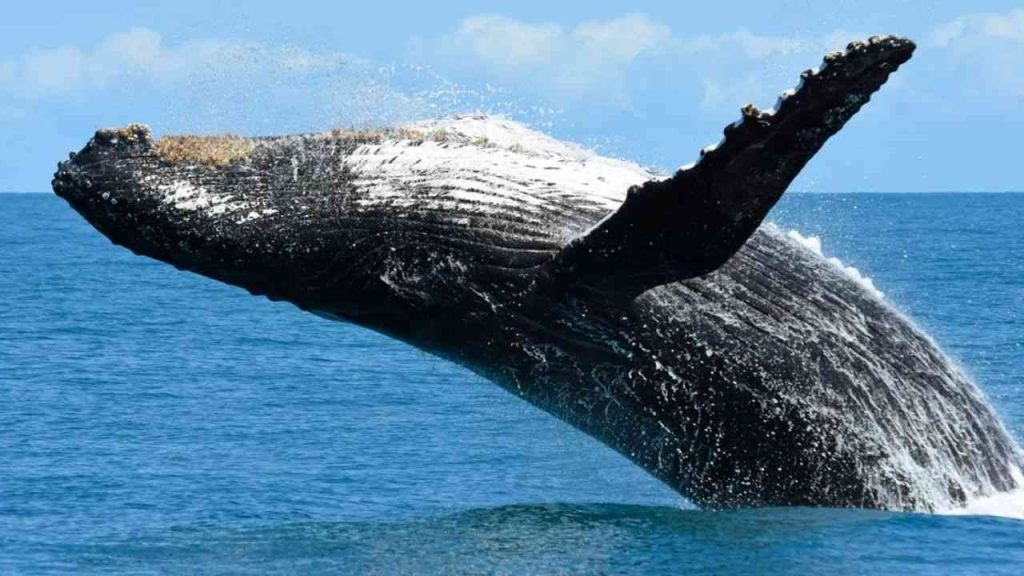 Animais aquáticos-Baleia-Jubarte