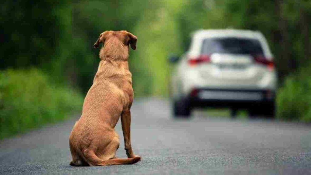 Abandono de Animais (2)