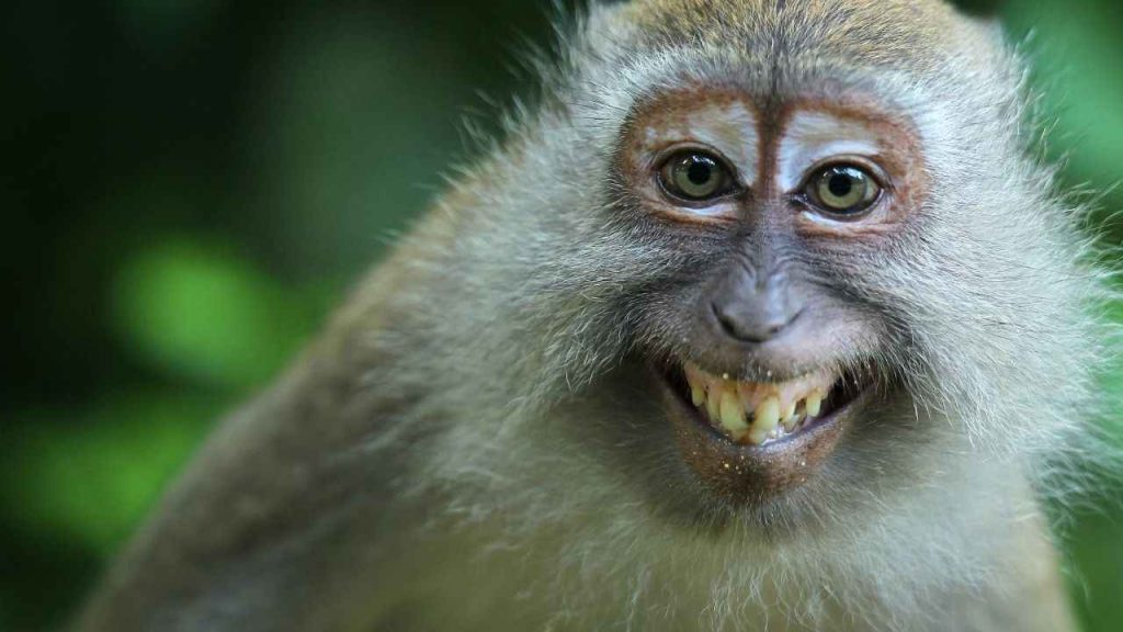 Animais Diversidade E Evolução (1)