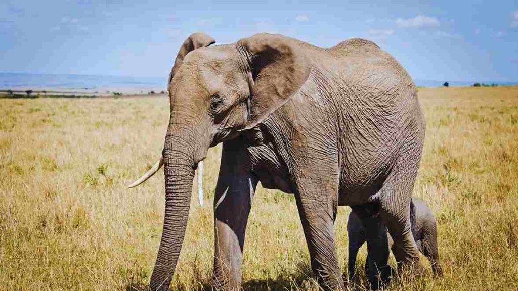 Animais Diversidade E Evolução (2)