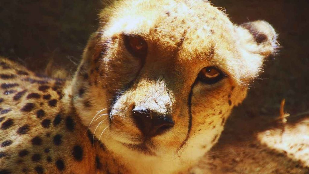 Animais Diversidade E Evolução (3)