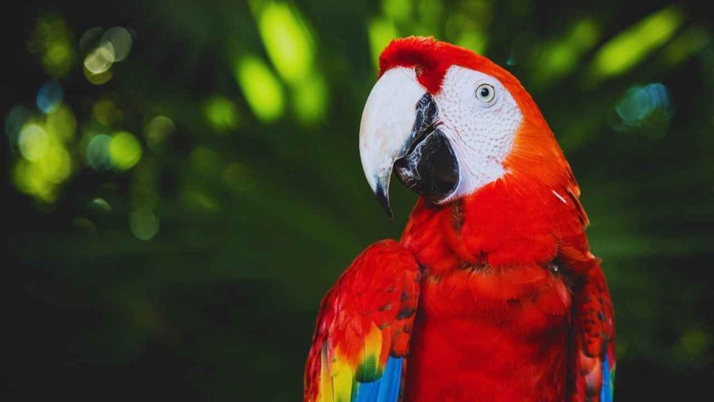 Animais Diversidade E Evolução (4)