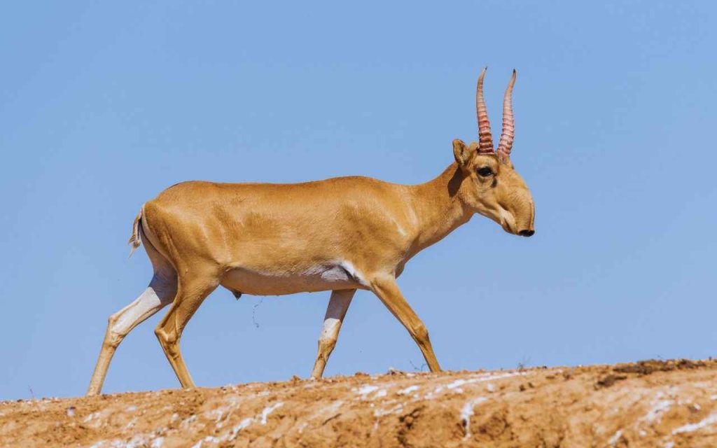 Animais Exóticos Antílope Saiga