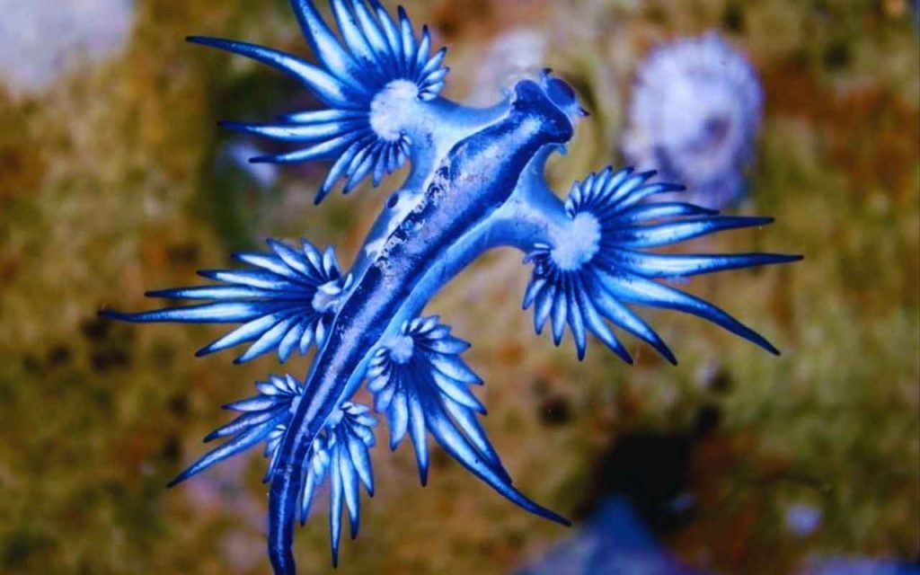 Animais Exóticos Lesma do mar Azul (Blue Dragon) Sahara Frost Shutterstock