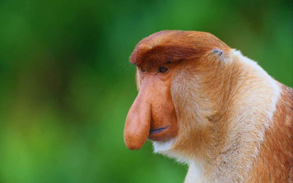 Animais Exóticos Macaco Narigudo