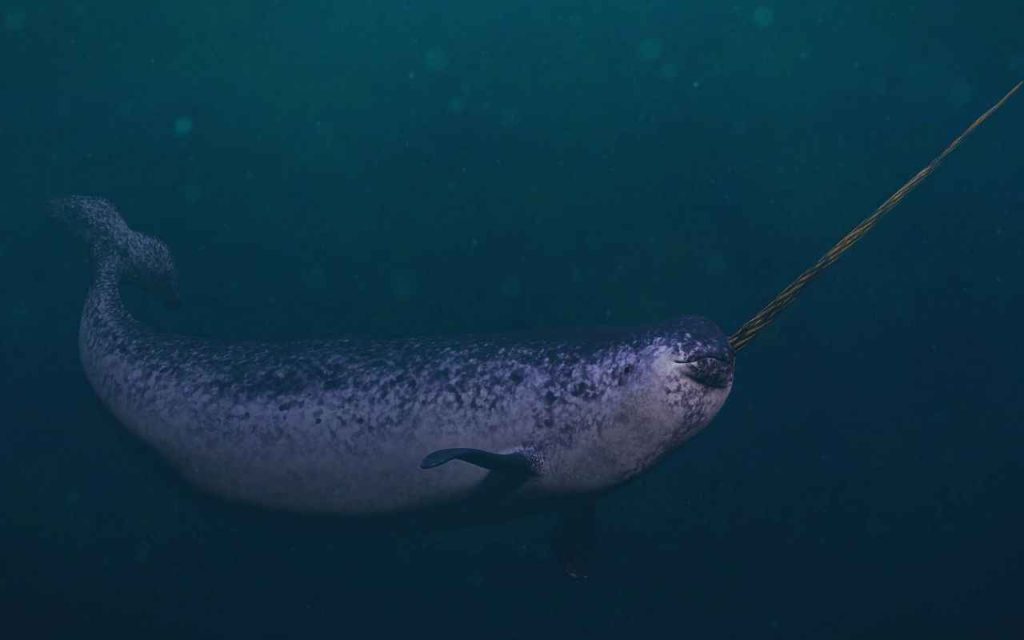 Animais Exóticos Narval Narval Monodon monoceros