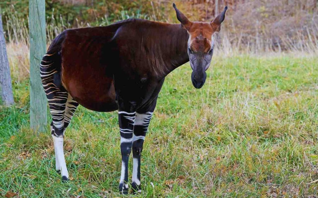 Animais Exóticos Okapi