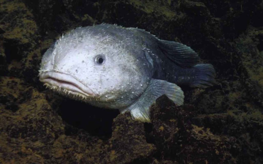 Animais Exóticos Peixe Gota (Blobfish)