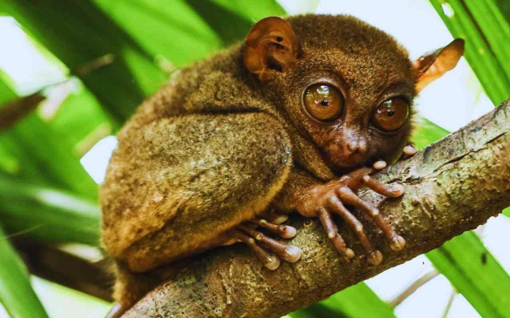 Animais Exóticos Tarsier Filipino