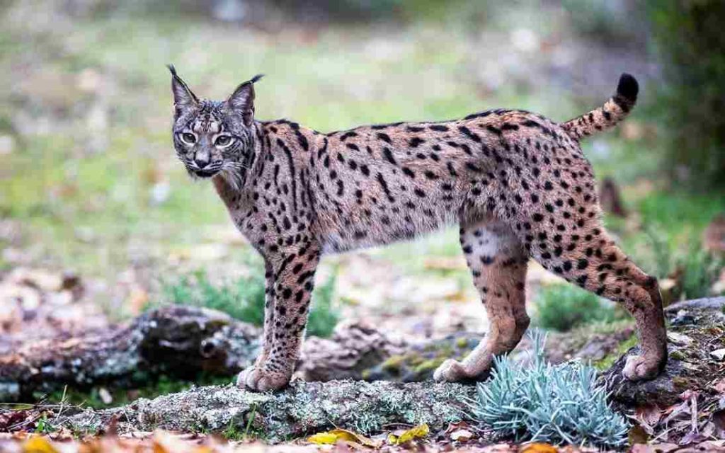 Animais Mais Raros Lince Ibérico 