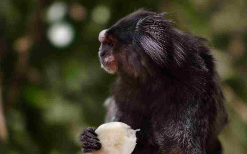 Animais Mais Raros Mico Leão Preto 