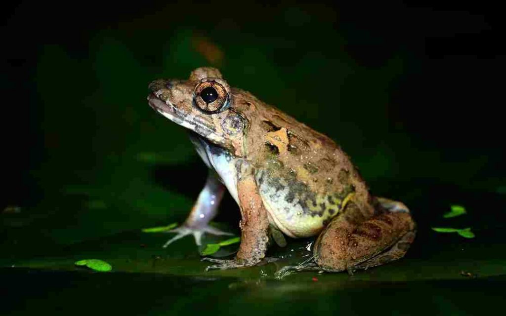 Animais Mais Raros Perereca de Folhiço 