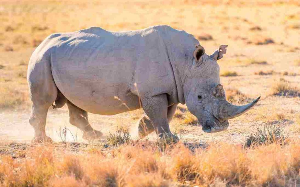 Animais Mais Raros Rinoceronte de Java 