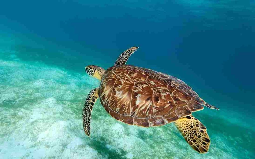 Animais Mais Raros Tartaruga de Pente