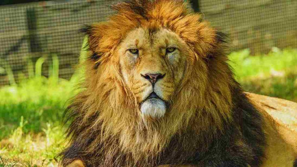 Animais africanos-Leão (Panthera leo)