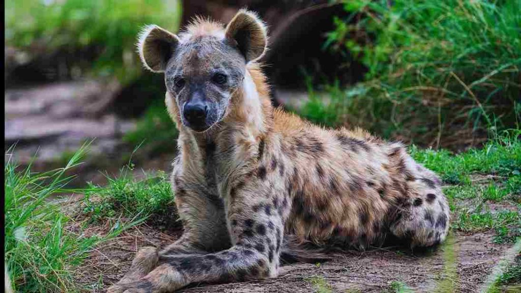 Animais africanos-Búfalo- Hiena-Malhada (Crocuta crocuta)