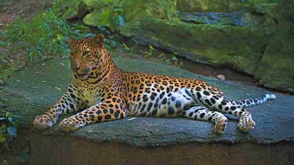 Animais africanos-Búfalo- Leopardo (Panthera pardus)