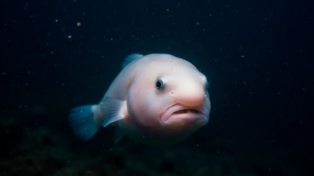 Animais aquáticos (1)