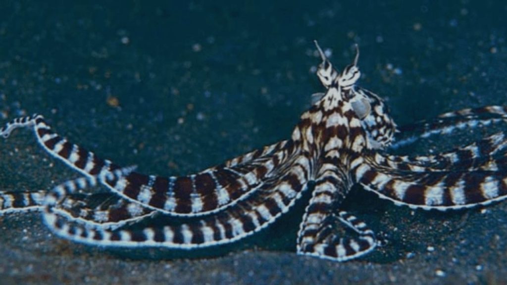 Animais aquáticos Polvo-Mímico