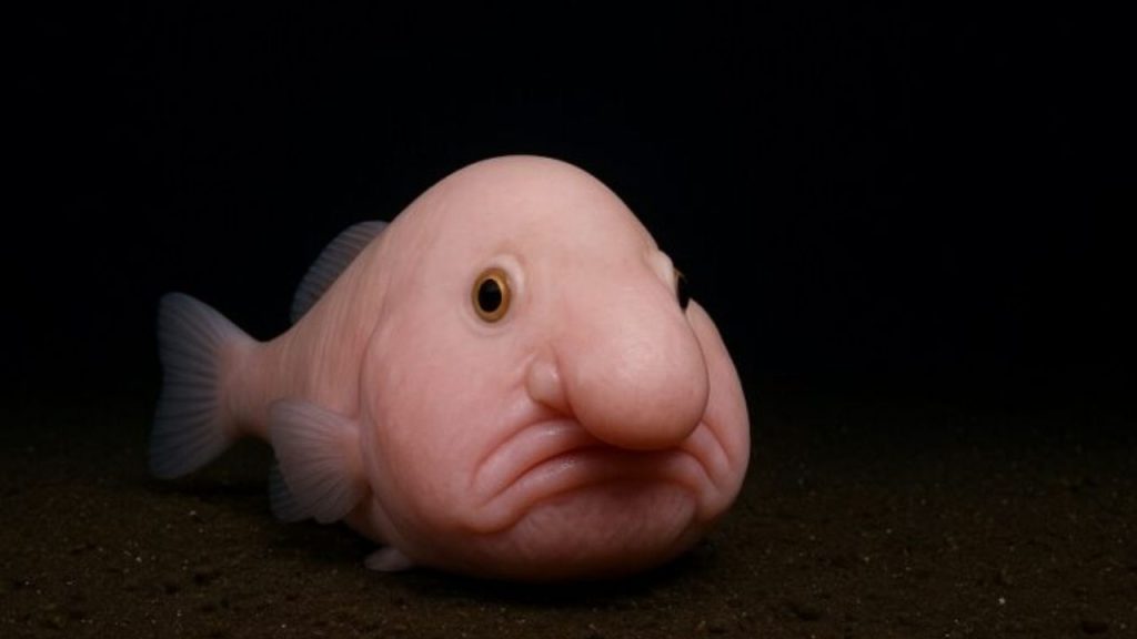 Animais aquáticos-Peixe-Bolha